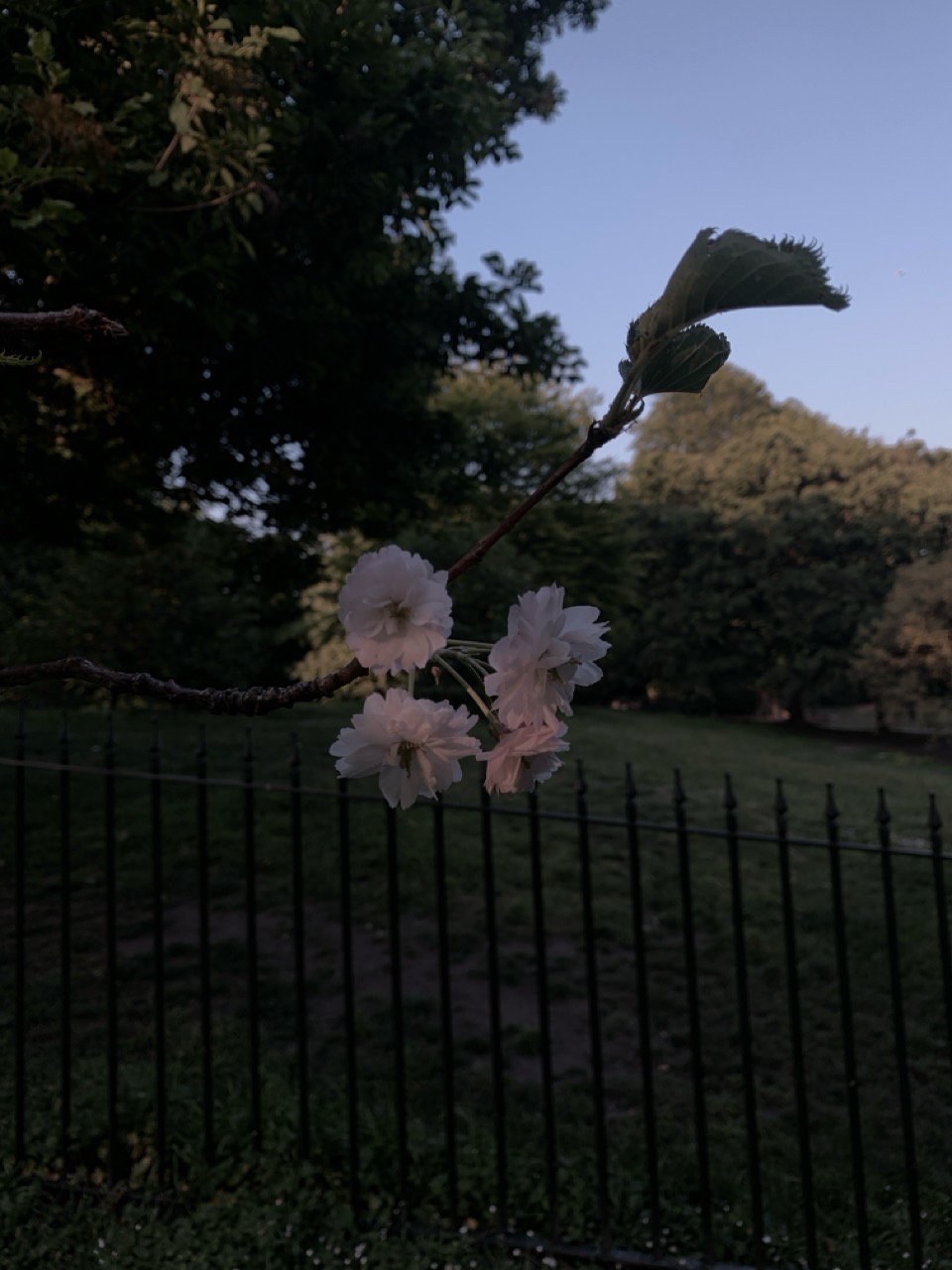 Cherry Blossom Reference